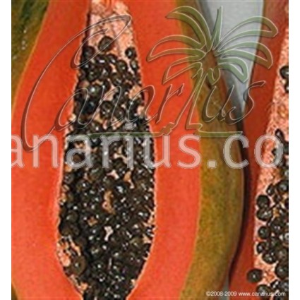 Carica papaya cv. Maradol Roja - Cuba