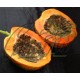 Carica papaya cv. Red Lady F1 (786)
