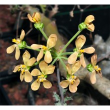 Pelargonium gibbosum