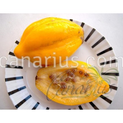 Vasconcellea pubescens - Mountain Papaya, P. de los Andes