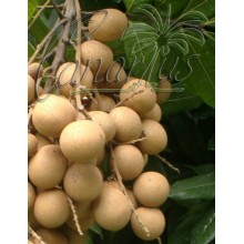 Dimocarpus longan cv. Sri Chompoo