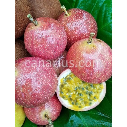 Passiflora edulis 'BRS Rubi do Cerrado' F1