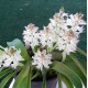 Lachenalia liliiflora