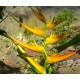 Heliconia latisphata 'Orange Gyro'