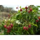Litchi chinensis Early Large Red