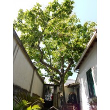 Firmiana simplex - Chinese Parasol Tree