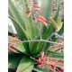 Aloe bulbilifera var. paulianae - Large