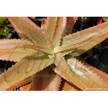 Aloe bulbilifera var. paulianae - Large