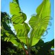 Musa cv. Cavendish Brier - Platanera, Banana