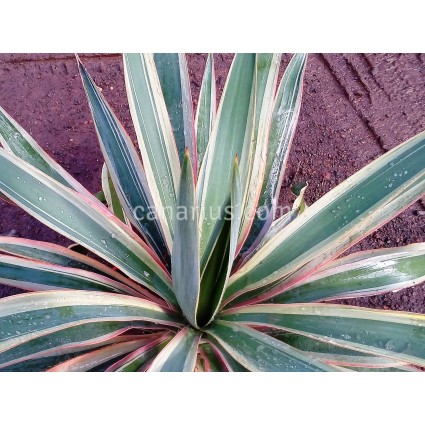 Yucca gloriosa 'Variegata' 