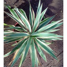 Yucca gloriosa 'Variegata' 