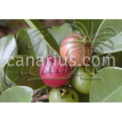 Psidium cattleianum - Guayabo fresa, Strawberry Guava