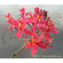 Epidendrum ibaguense Rojo - Red