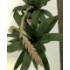 Vriesea pardalina 'Lacy'