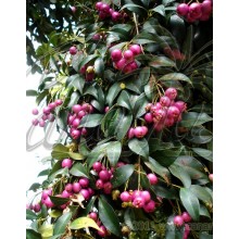 Syzygium oleosum - Lilli Pilli