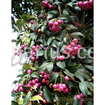 Syzygium oleosum - Lilli Pilli
