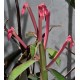 Euphorbia neococcinea (Monadenium coccineum Hybrid)