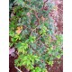 Myrciaria cauliflora - Jaboticaba - LARGE