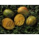 Mangifera cv. Gomera 1 - LARGE - Hardy Canarian Mango