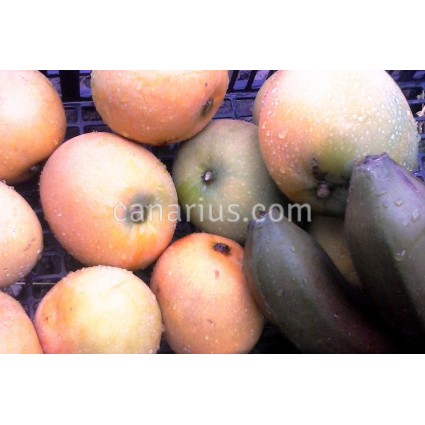 Mangifera cv. Gomera 1 - LARGE - Hardy Canarian Mango