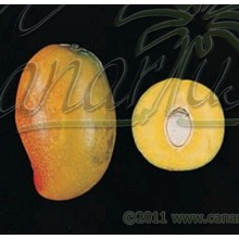 Mangifera cv. Gomera 3 - SMALL - Hardy Canarian Mango