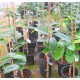 Annona muricata -  Soursop, Guanabana, Graviola -  GEPFROPFT