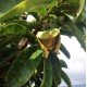 Annona muricata -  Soursop, Guanabana, Graviola -  GEPFROPFT