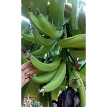 Musa 'Macho' - Cuban Horn Plantain