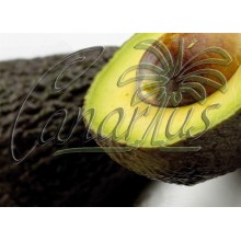 Persea cv. Hass - Aguacate, Avocado