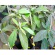 Persea cv. Hass - Aguacate, Avocado