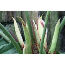 Philodendron pinnatifidum- LARGE