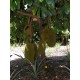 Artocarpus heterophyllus - Jaca, Jackfruit