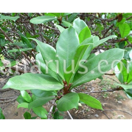 Ficus Cyasthistipula
