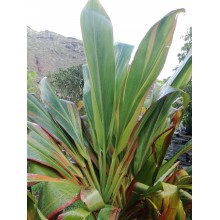 Cordyline fruticosa ‘Schubertii’ 