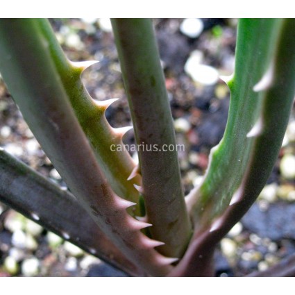Aloe barberae - Large