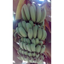 Musa x 'Teparod' - Teparod Banana 