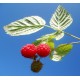 Rubus idaeus 'Malling Promise' - Raspberry