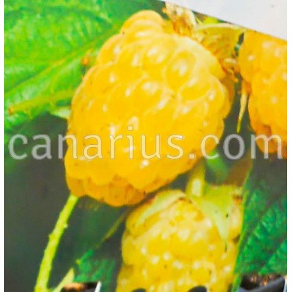 Rubus idaeus 'Fallgold' - Raspberry