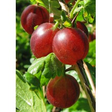 Ribes uva-crispa 'Captivator' - Gooseberry