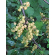 Ribes rubrum 'Witte Hollander ' - White currant