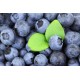 Vaccinium corymbosum 'Pioneer' - Blueberry