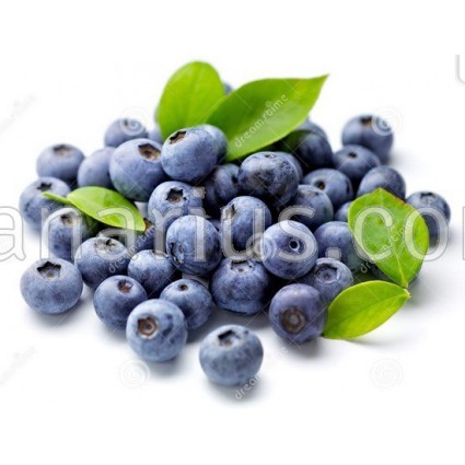 Vaccinium corymbosum 'Pioneer' - Blueberry