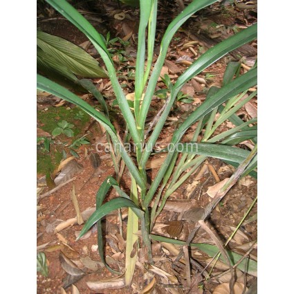 Dianella ensifolia 'Madagascar'