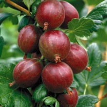 Ribes uva-crispa 'Hinnonmäki Röd ' - Gooseberry