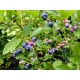 Vaccinium corymbosum 'Goldtraube' - Blueberry