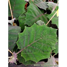Solanum quitoense - Lulo