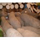 Dioscorea elephantipes - Testudinaria Elephant's foot