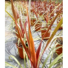 Cordyline australis 'Can Can'