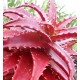 Aloe dorotheae - Large
