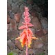 Aloe dorotheae - Large